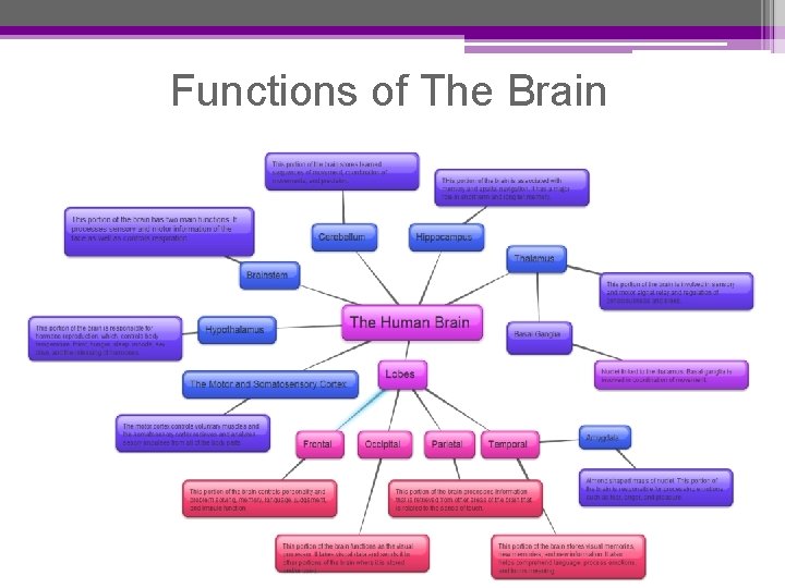 Functions of The Brain 
