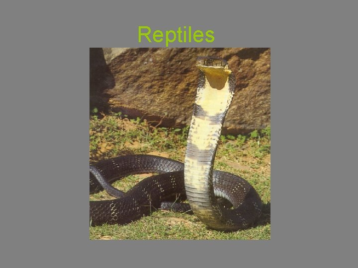 Reptiles 