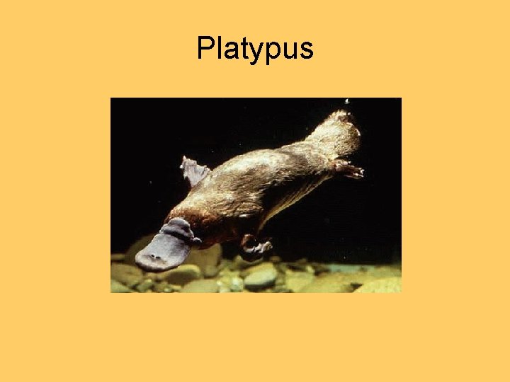 Platypus 