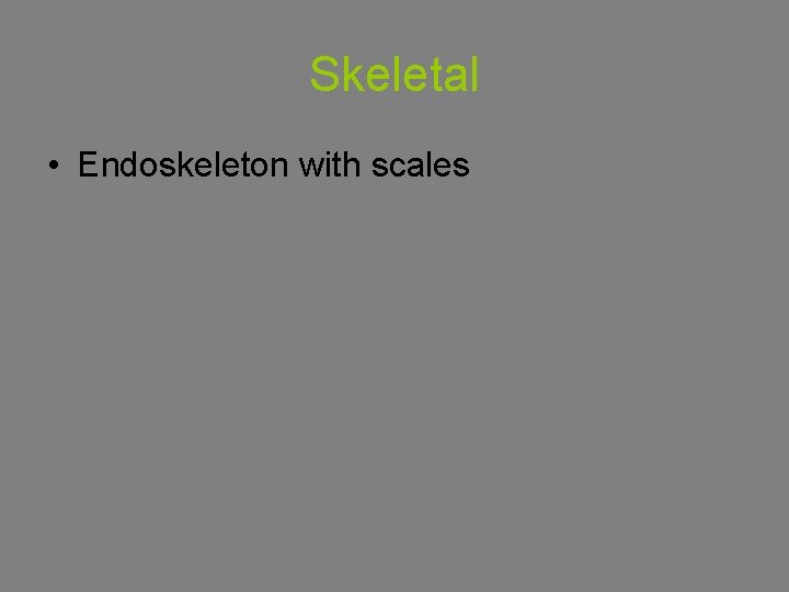 Skeletal • Endoskeleton with scales 