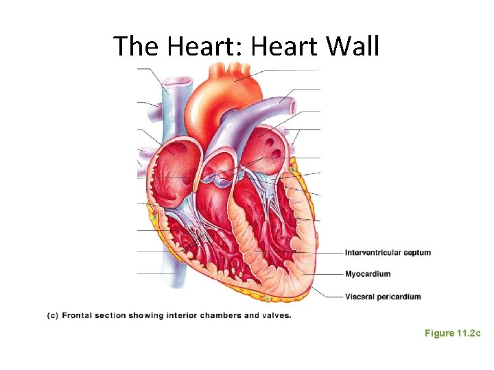 The Heart: Heart Wall Figure 11. 2 c 