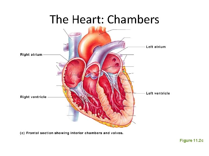 The Heart: Chambers Figure 11. 2 c 