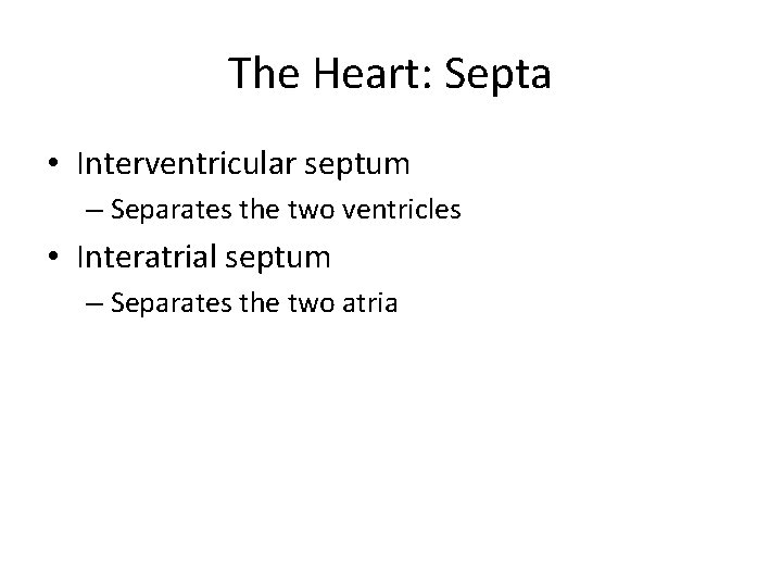 The Heart: Septa • Interventricular septum – Separates the two ventricles • Interatrial septum