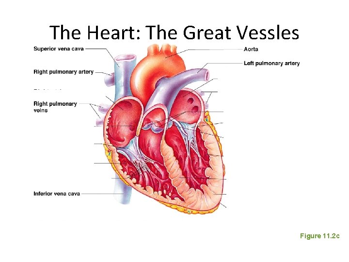The Heart: The Great Vessles Figure 11. 2 c 