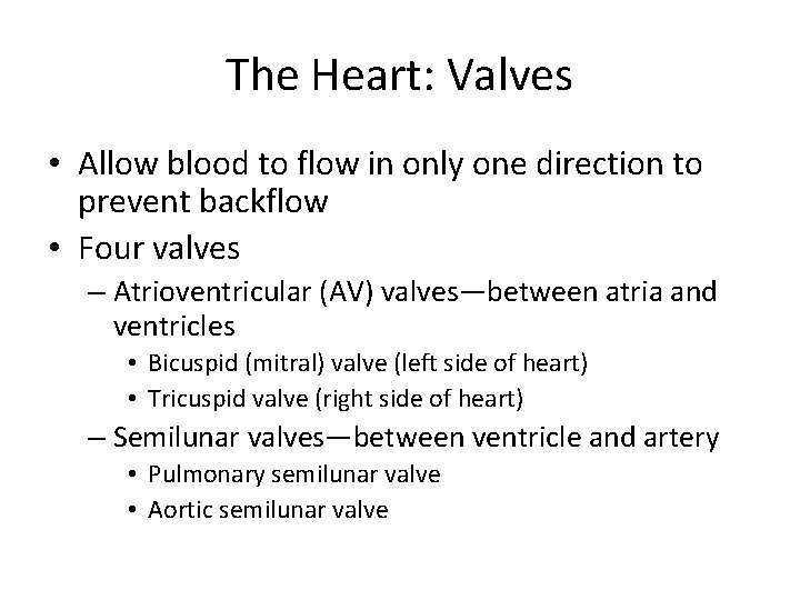 The Heart: Valves • Allow blood to flow in only one direction to prevent