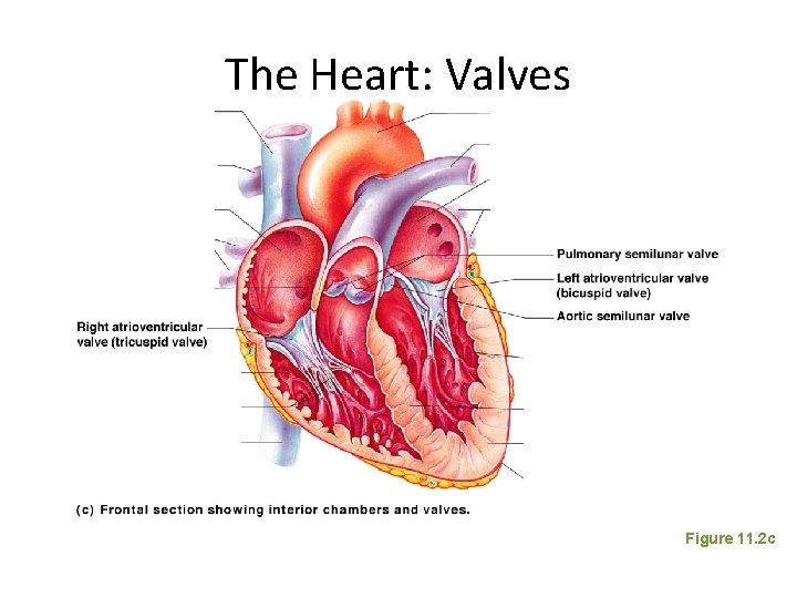 The Heart: Valves Figure 11. 2 c 