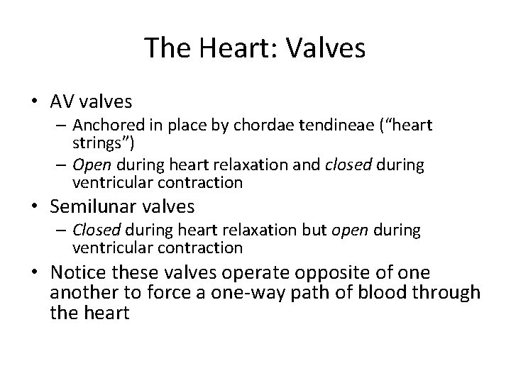 The Heart: Valves • AV valves – Anchored in place by chordae tendineae (“heart