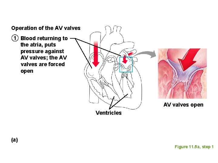Operation of the AV valves Blood returning to the atria, puts pressure against AV