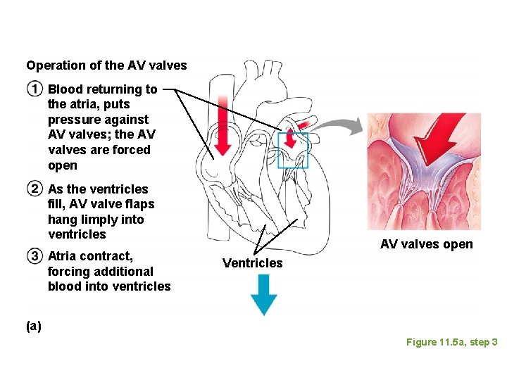 Operation of the AV valves Blood returning to the atria, puts pressure against AV