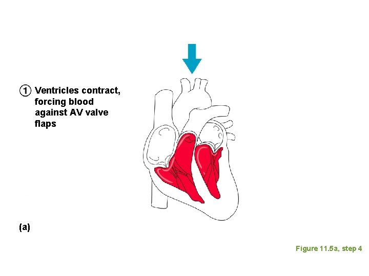 Ventricles contract, forcing blood against AV valve flaps (a) Figure 11. 5 a, step