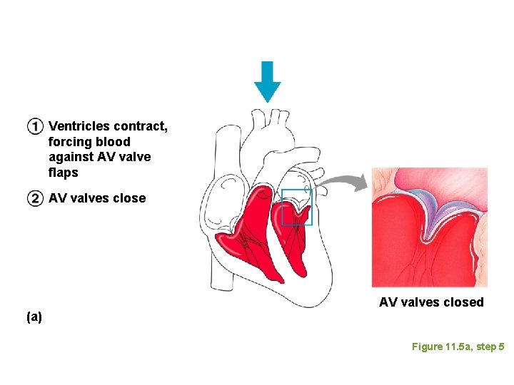 Ventricles contract, forcing blood against AV valve flaps AV valves close (a) AV valves