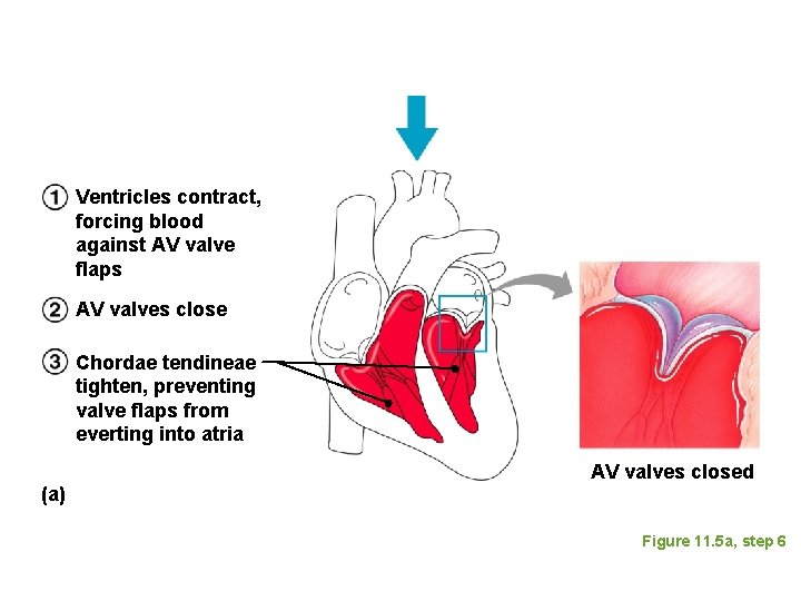 Ventricles contract, forcing blood against AV valve flaps AV valves close Chordae tendineae tighten,