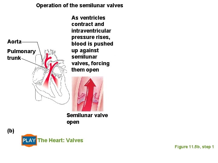 Operation of the semilunar valves Aorta Pulmonary trunk As ventricles contract and intraventricular pressure