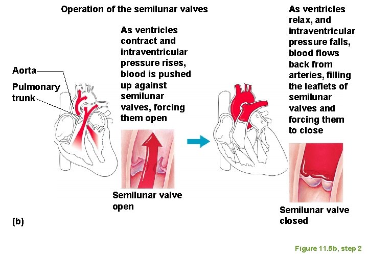 Operation of the semilunar valves Aorta Pulmonary trunk As ventricles contract and intraventricular pressure