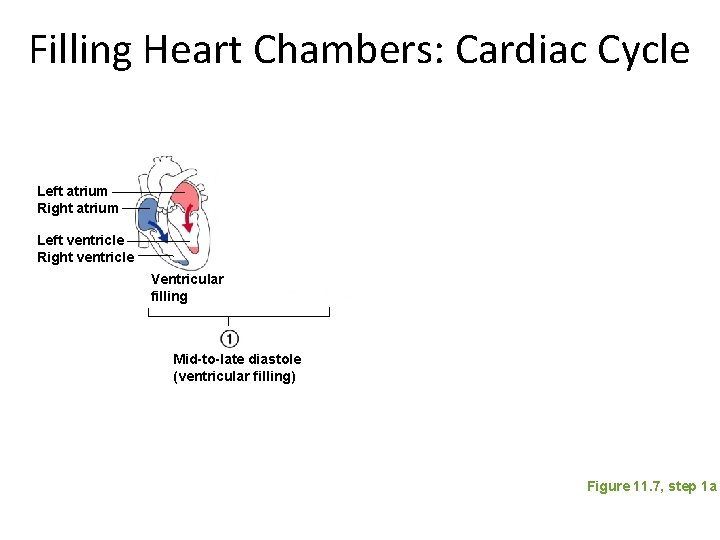 Filling Heart Chambers: Cardiac Cycle Left atrium Right atrium Left ventricle Right ventricle Ventricular