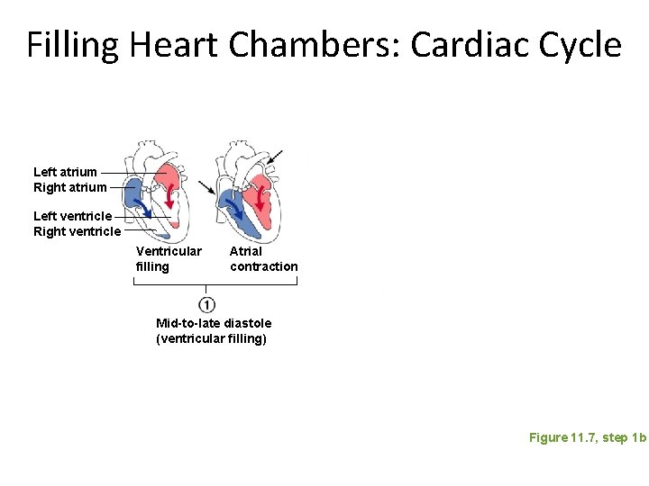 Filling Heart Chambers: Cardiac Cycle Left atrium Right atrium Left ventricle Right ventricle Ventricular