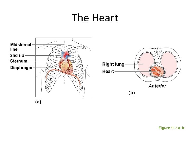 The Heart Figure 11. 1 a–b 