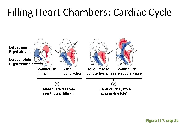 Filling Heart Chambers: Cardiac Cycle Left atrium Right atrium Left ventricle Right ventricle Ventricular