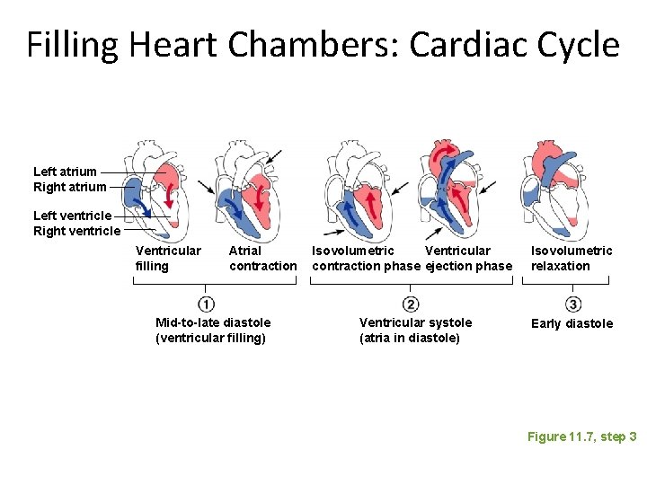 Filling Heart Chambers: Cardiac Cycle Left atrium Right atrium Left ventricle Right ventricle Ventricular