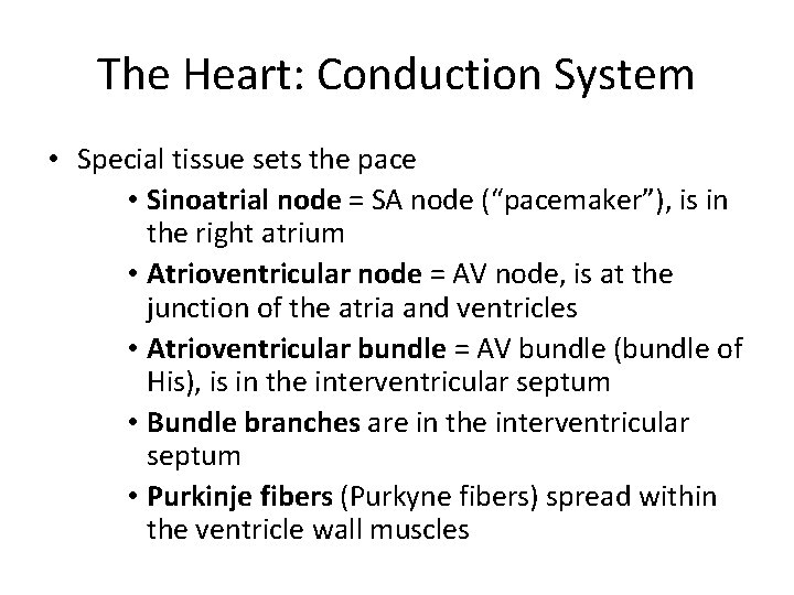 The Heart: Conduction System • Special tissue sets the pace • Sinoatrial node =