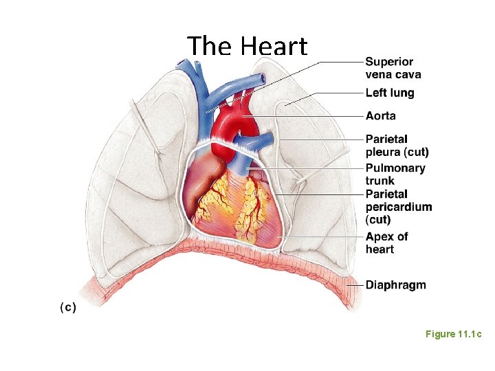 The Heart Figure 11. 1 c 