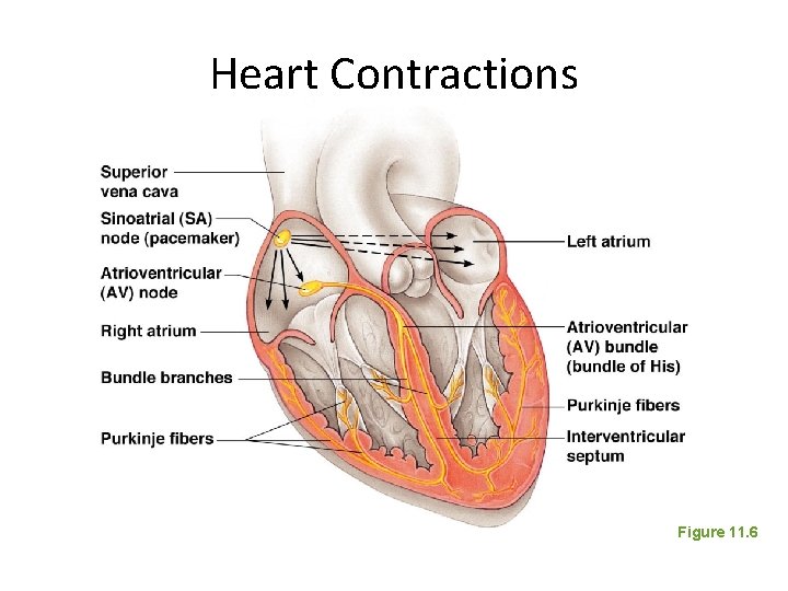 Heart Contractions Figure 11. 6 