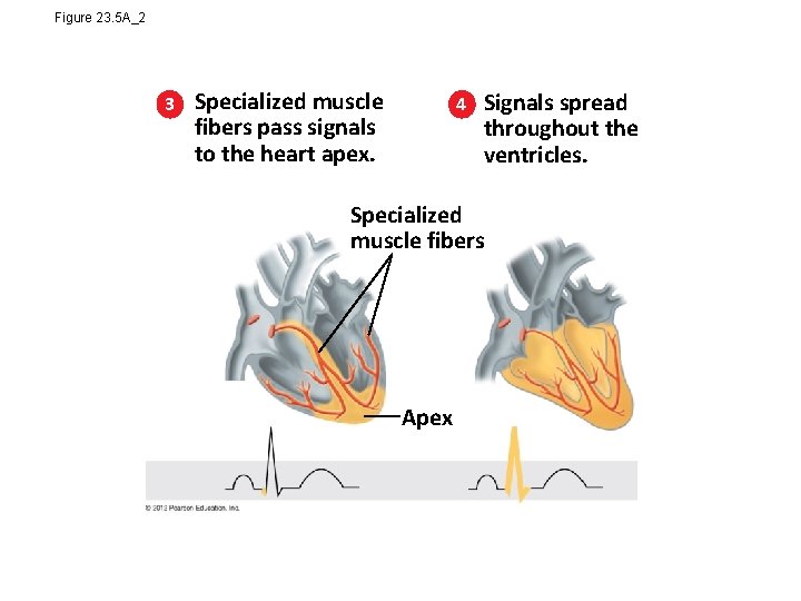 Figure 23. 5 A_2 3 Specialized muscle fibers pass signals to the heart apex.