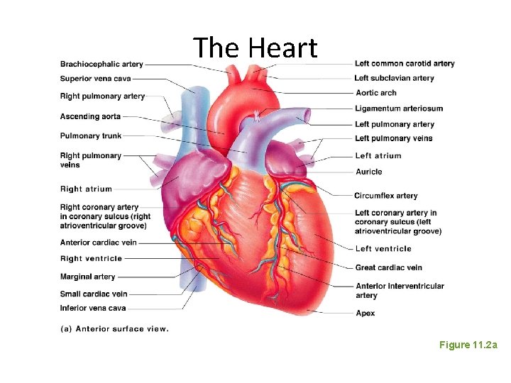 The Heart Figure 11. 2 a 