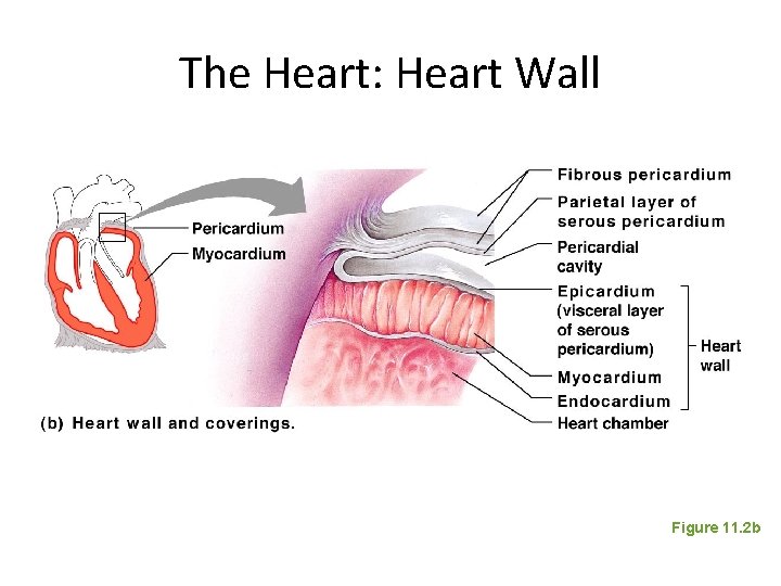 The Heart: Heart Wall Figure 11. 2 b 