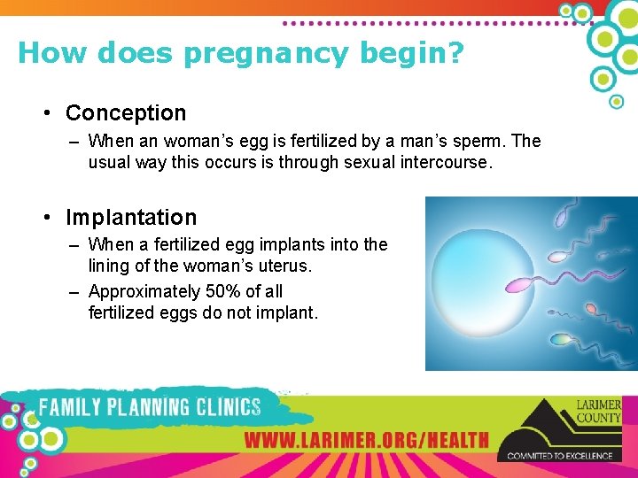 How does pregnancy begin? • Conception – When an woman’s egg is fertilized by