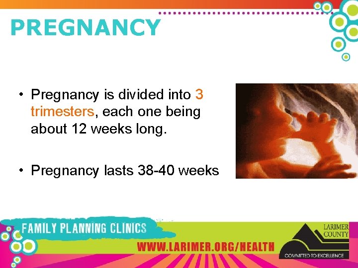 PREGNANCY • Pregnancy is divided into 3 trimesters, each one being about 12 weeks