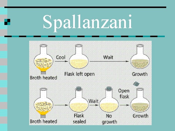 Spallanzani 