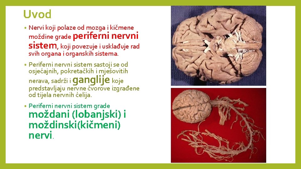 Uvod • Nervi koji polaze od mozga i kičmene moždine grade periferni nervni sistem,