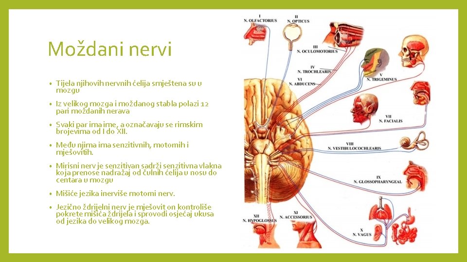 Moždani nervi • Tijela njihovih nervnih ćelija smještena su u mozgu • Iz velikog