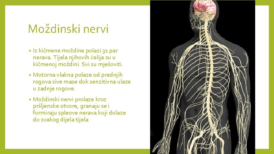 Moždinski nervi • Iz kičmene moždine polazi 31 par nerava. Tijela njihovih ćelija su