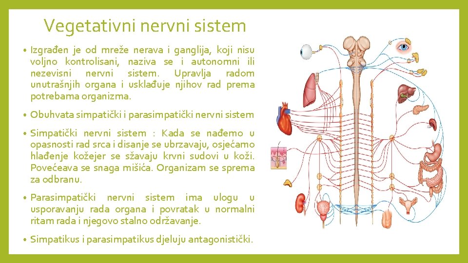 Vegetativni nervni sistem • Izgrađen je od mreže nerava i ganglija, koji nisu voljno