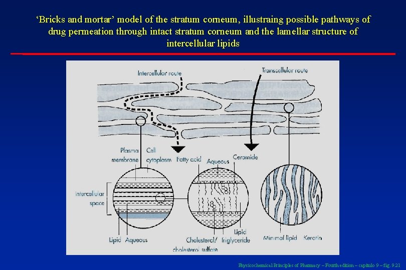 ‘Bricks and mortar’ model of the stratum corneum, illustraing possible pathways of drug permeation