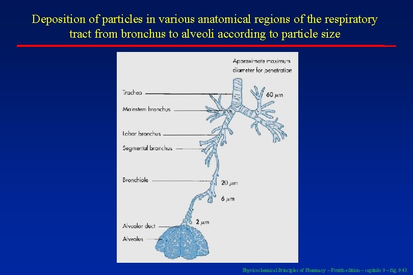 Deposition of particles in various anatomical regions of the respiratory tract from bronchus to