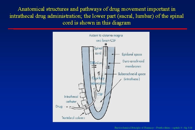 Anatomical structures and pathways of drug movement important in intrathecal drug administration; the lower