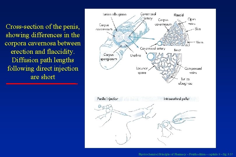 Cross-section of the penis, showing differences in the corpora cavernosa between erection and flaccidity.