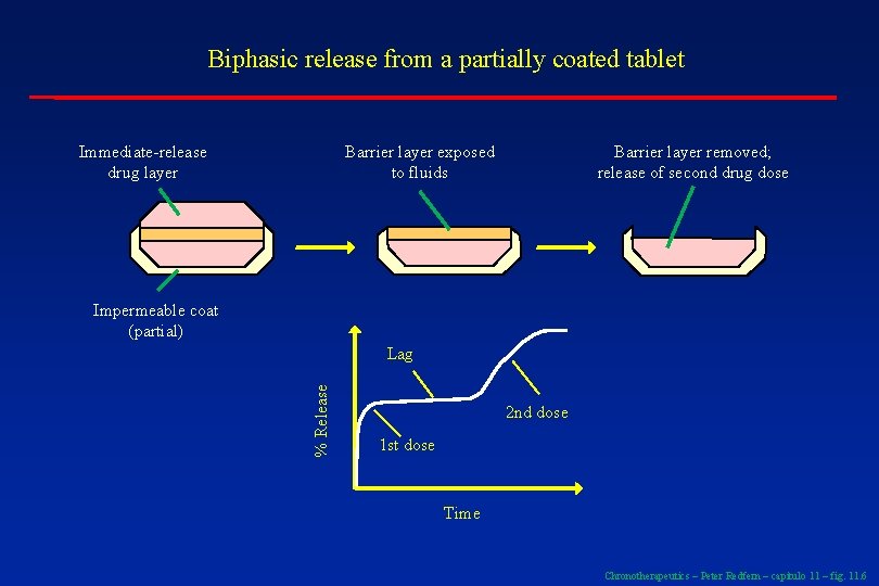 Biphasic release from a partially coated tablet Immediate-release drug layer Barrier layer exposed to