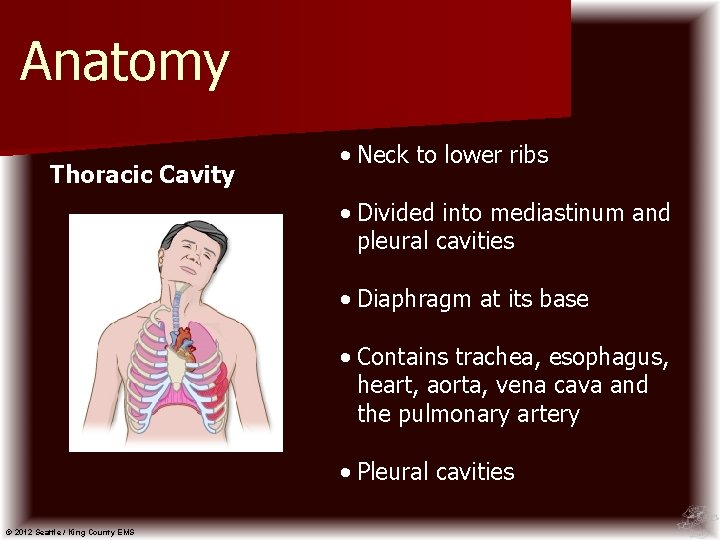 Anatomy Thoracic Cavity • Neck to lower ribs • Divided into mediastinum and pleural