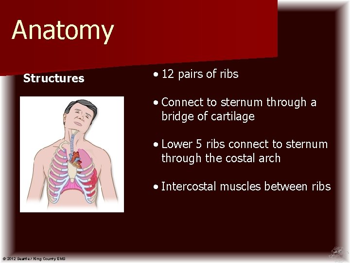 Anatomy Structures • 12 pairs of ribs • Connect to sternum through a bridge