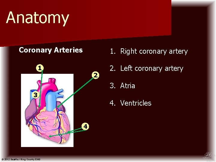 Anatomy Coronary Arteries 1. Right coronary artery 1 2 2. Left coronary artery 3.
