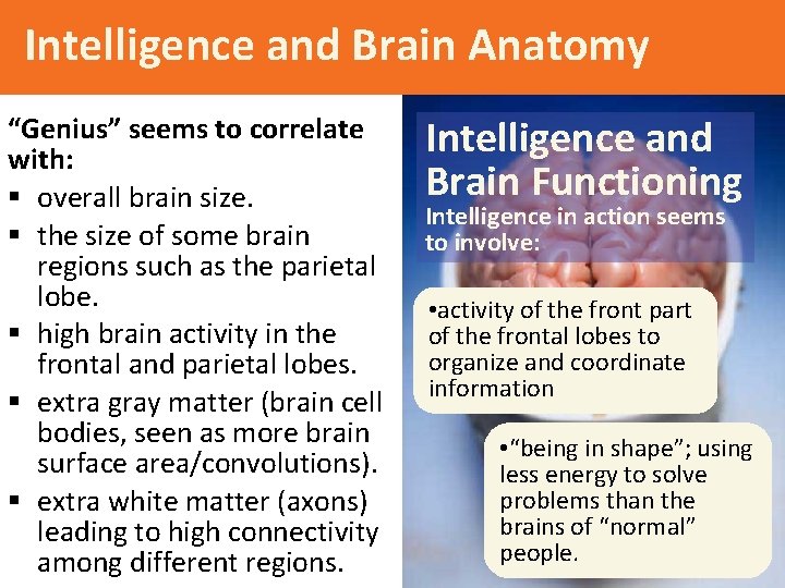 Intelligence and Brain Anatomy “Genius” seems to correlate with: § overall brain size. §