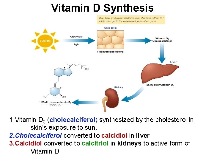 Vitamin D Synthesis 1. Vitamin D 3 (cholecalciferol) synthesized by the cholesterol in skin’s