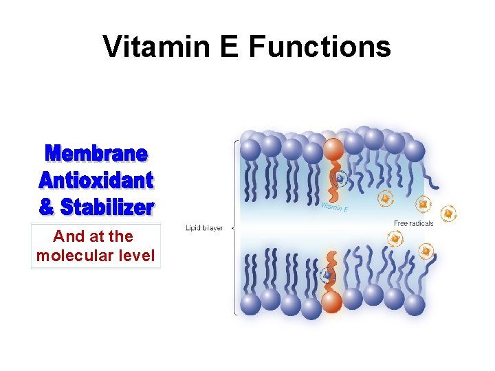 Vitamin E Functions And at the molecular level 