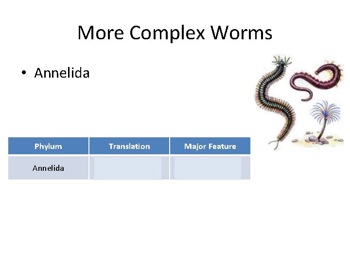 More Complex Worms • Annelida Phylum Translation Major Feature Annelida Has rings Body has