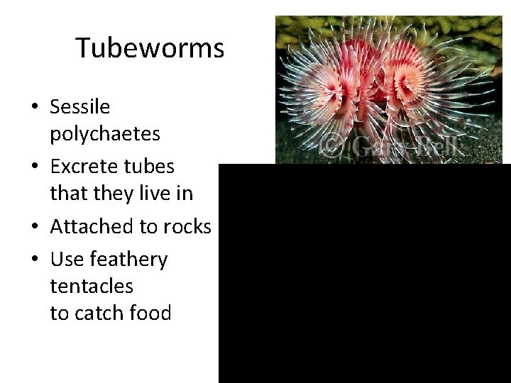 Tubeworms • Sessile polychaetes • Excrete tubes that they live in • Attached to
