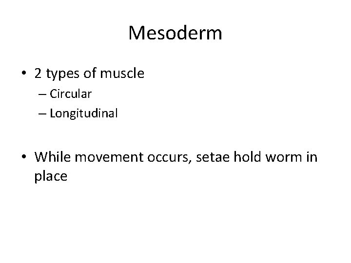 Mesoderm • 2 types of muscle – Circular – Longitudinal • While movement occurs,